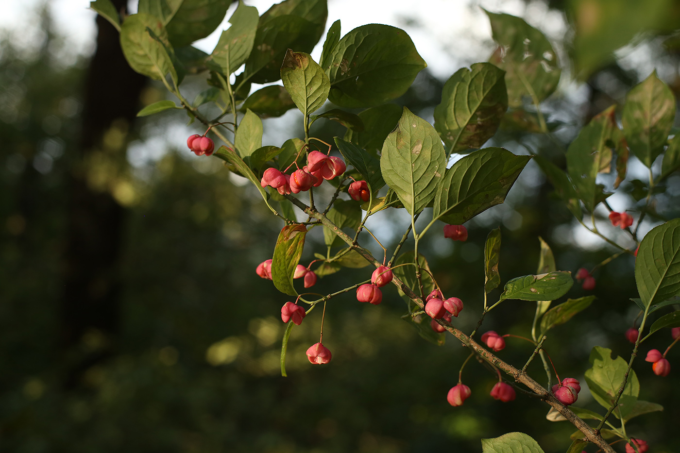 Image of Euonymus europaeus specimen.