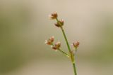 Смотреть изображение Juncus articulatus