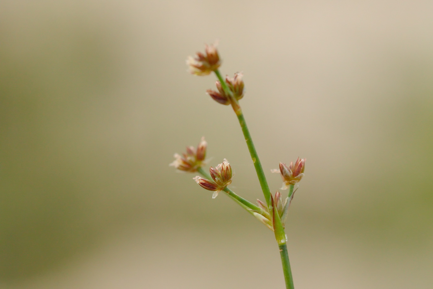 Image of Juncus articulatus specimen.