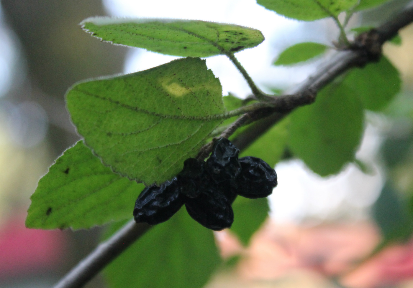 Image of Viburnum mongolicum specimen.