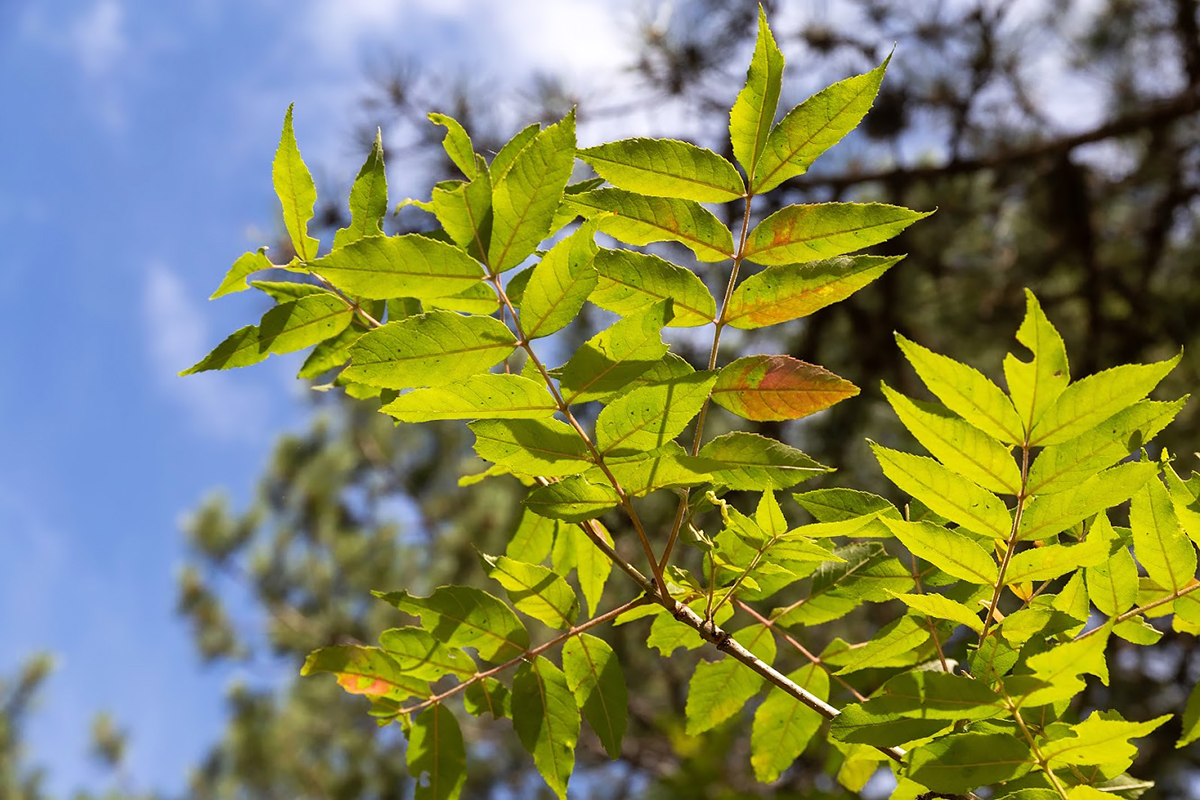 Image of Fraxinus excelsior specimen.