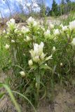 Castilleja hyparctica