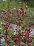 Androsace septentrionalis