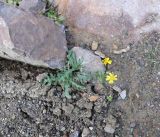 Senecio vernalis