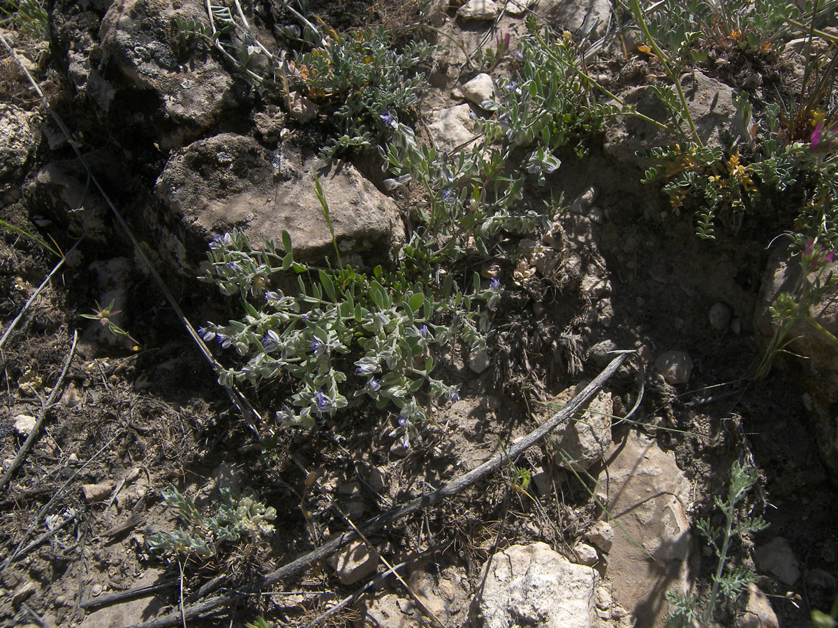 Image of Polygala hohenackeriana specimen.