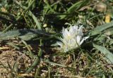 Allium chamaemoly