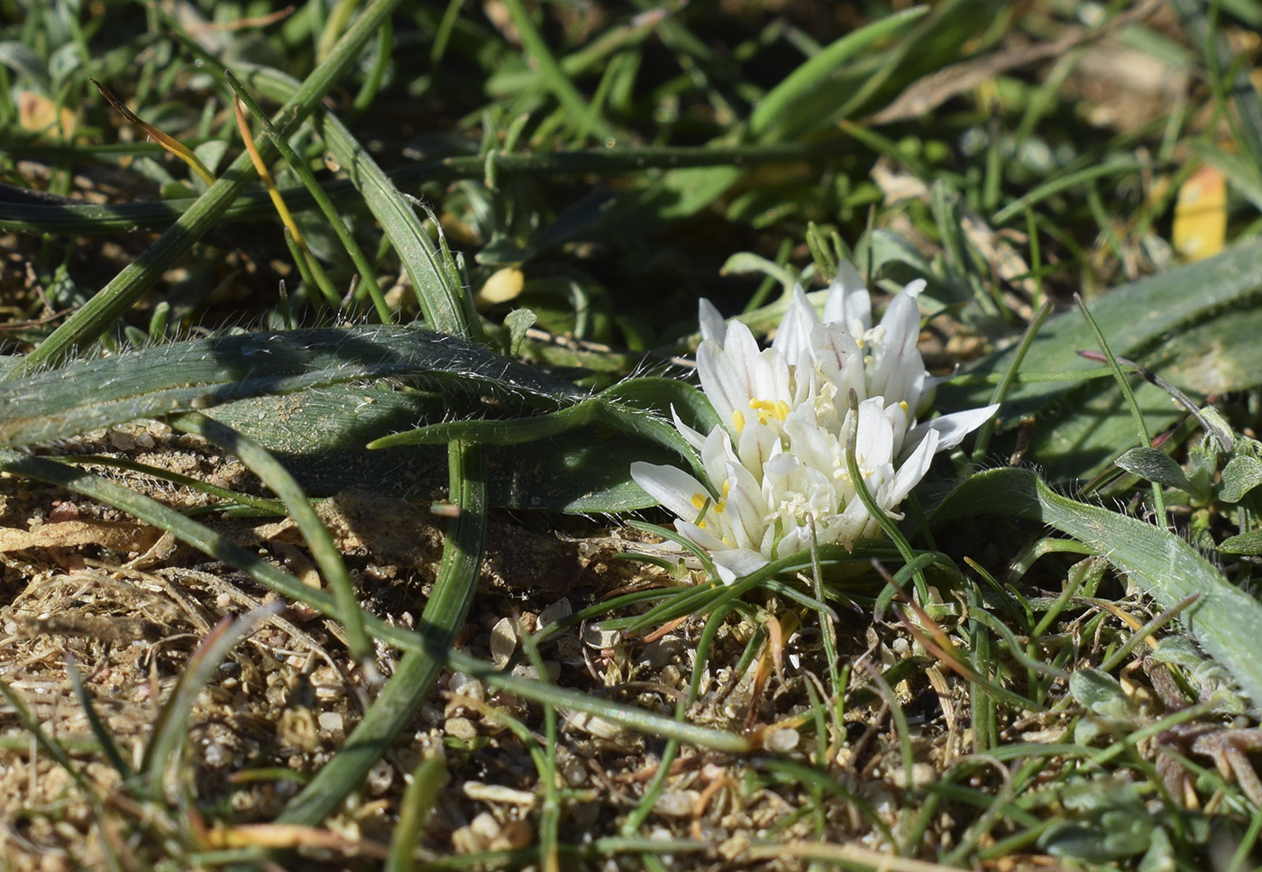 Image of Allium chamaemoly specimen.