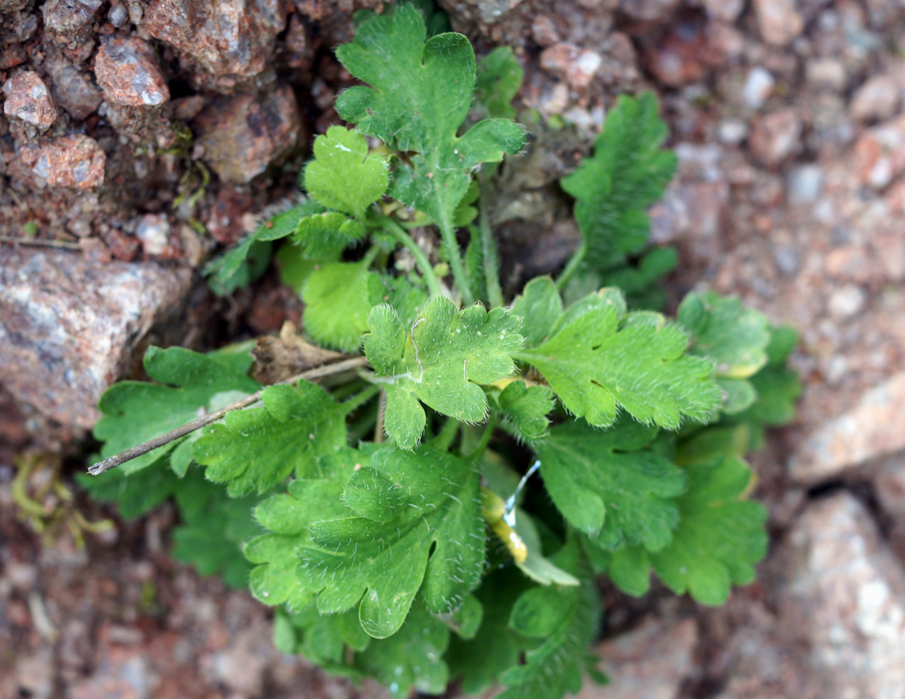 Изображение особи Papaver croceum.