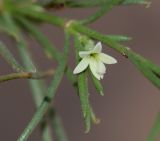 Plocama pendula