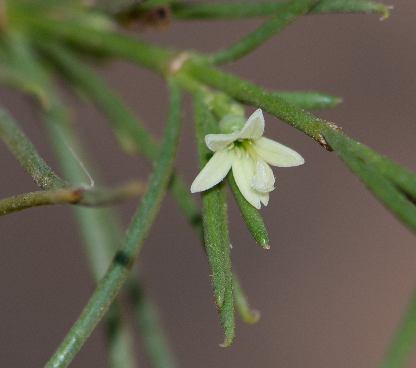 Изображение особи Plocama pendula.