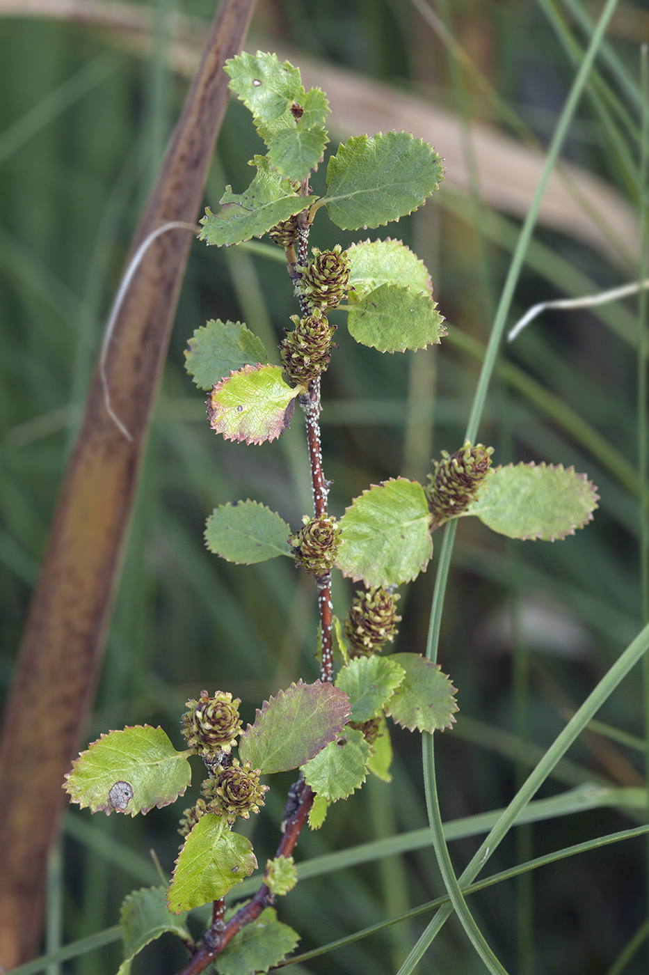 Image of Betula humilis specimen.