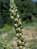 Amaranthus retroflexus