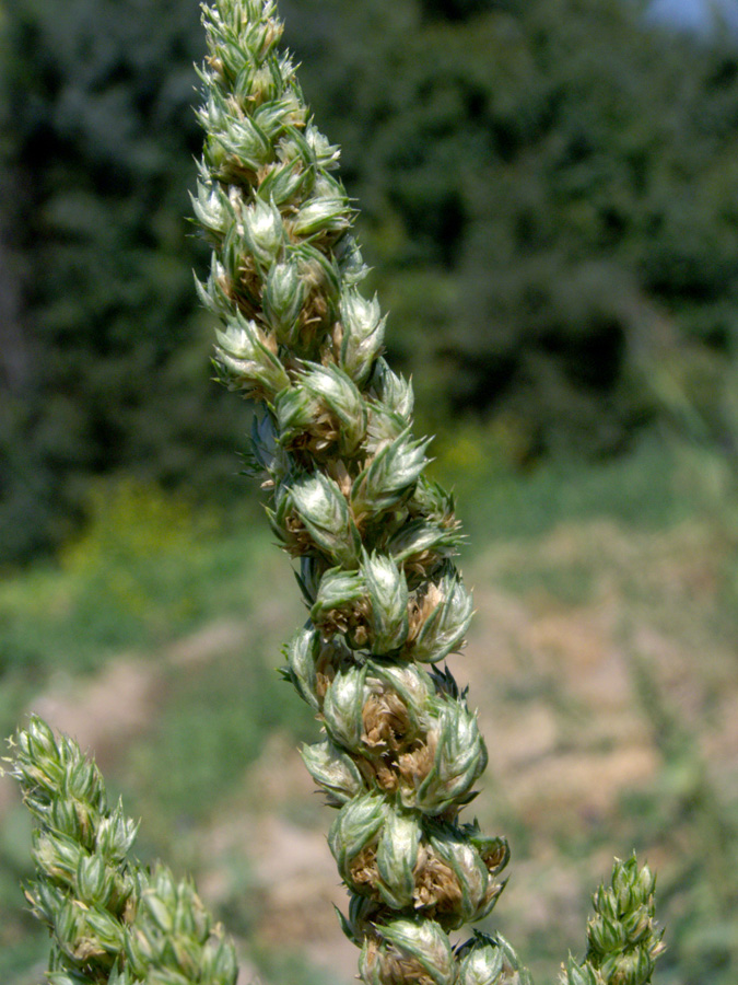 Image of Amaranthus retroflexus specimen.