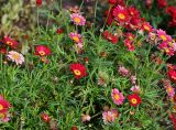 familia Asteraceae