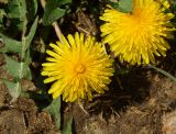 Taraxacum officinale