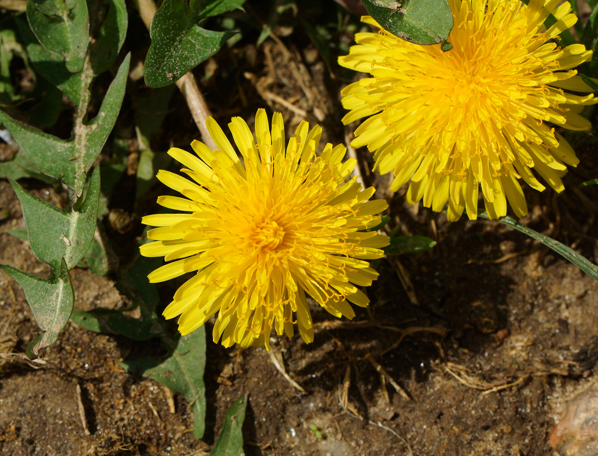 Изображение особи Taraxacum officinale.