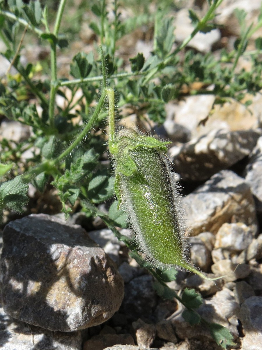 Image of Cicer songaricum specimen.