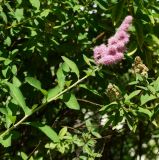 Spiraea &times; billardii