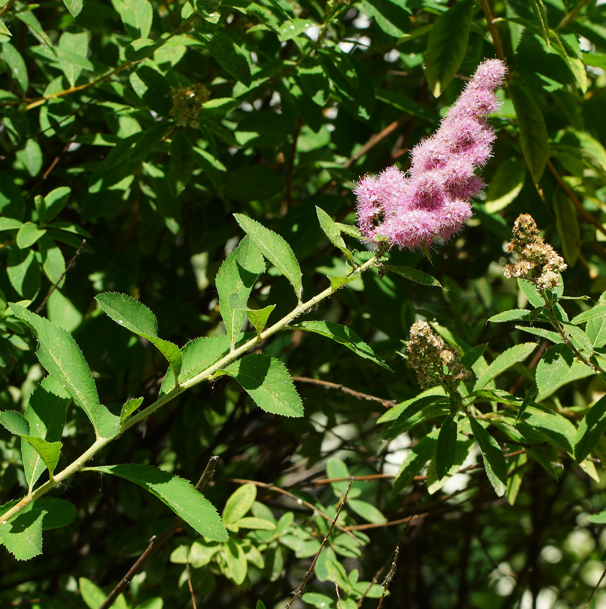 Image of Spiraea × billardii specimen.