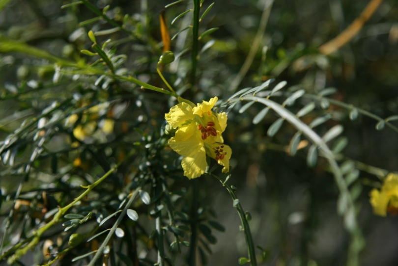 Изображение особи Parkinsonia aculeata.