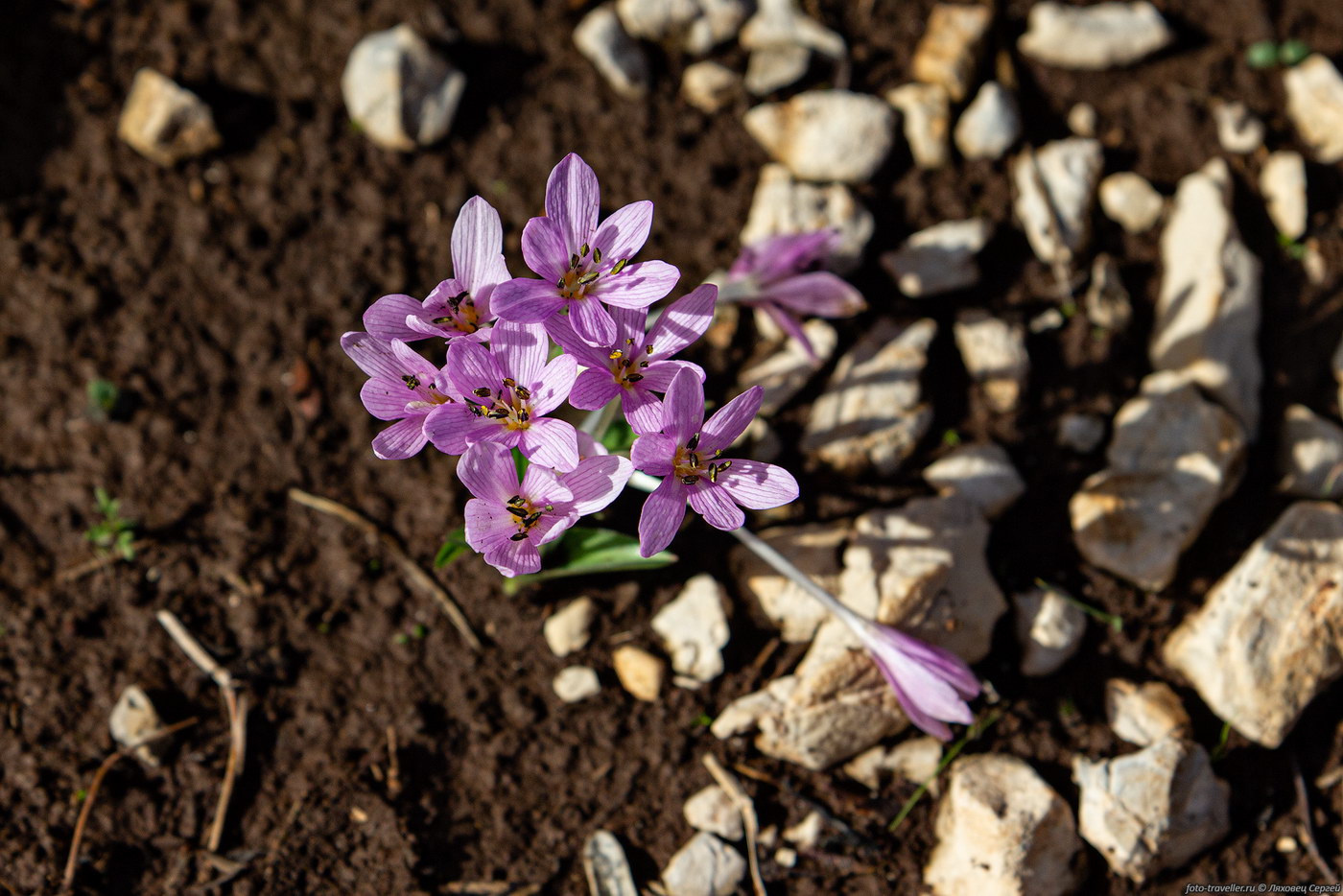 Image of Colchicum cupanii ssp. glossophyllum specimen.