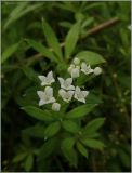 Galium rivale