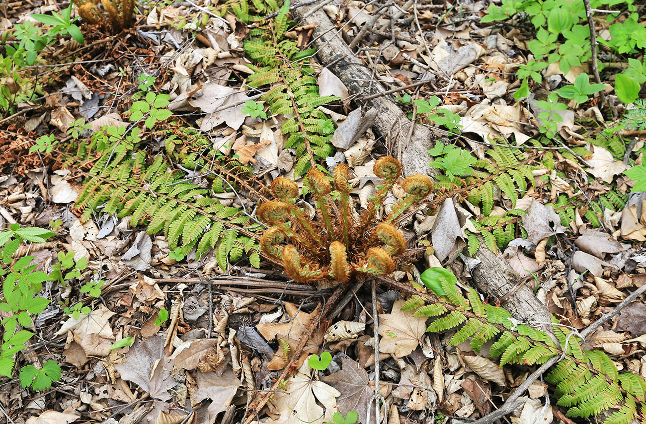 Изображение особи Dryopteris crassirhizoma.