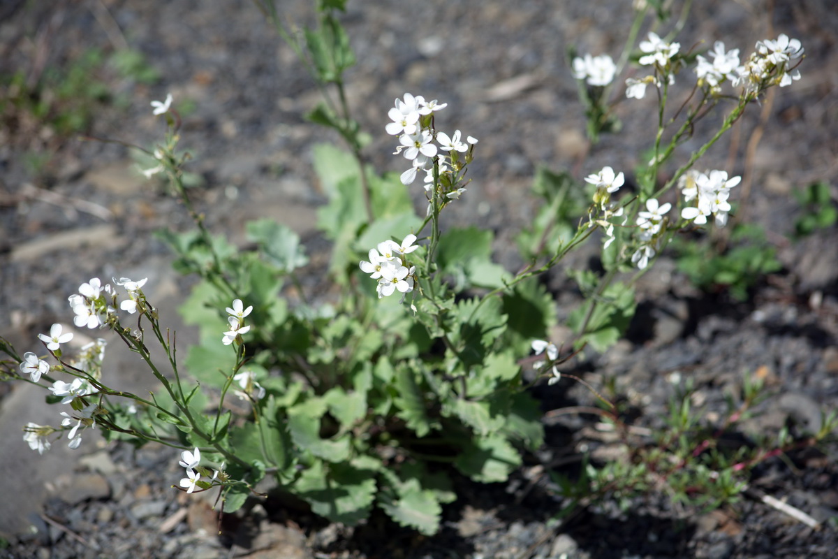 Изображение особи семейство Brassicaceae.