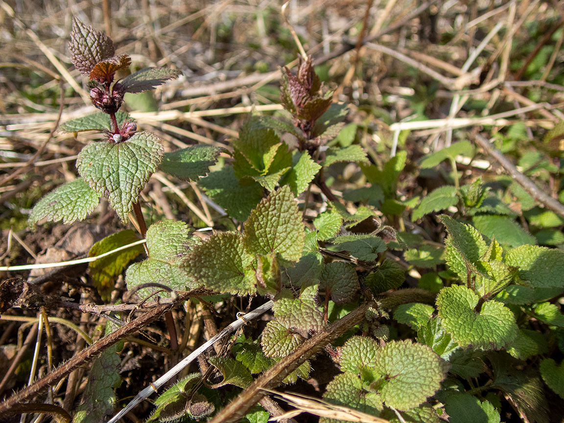 Image of Lamium maculatum specimen.