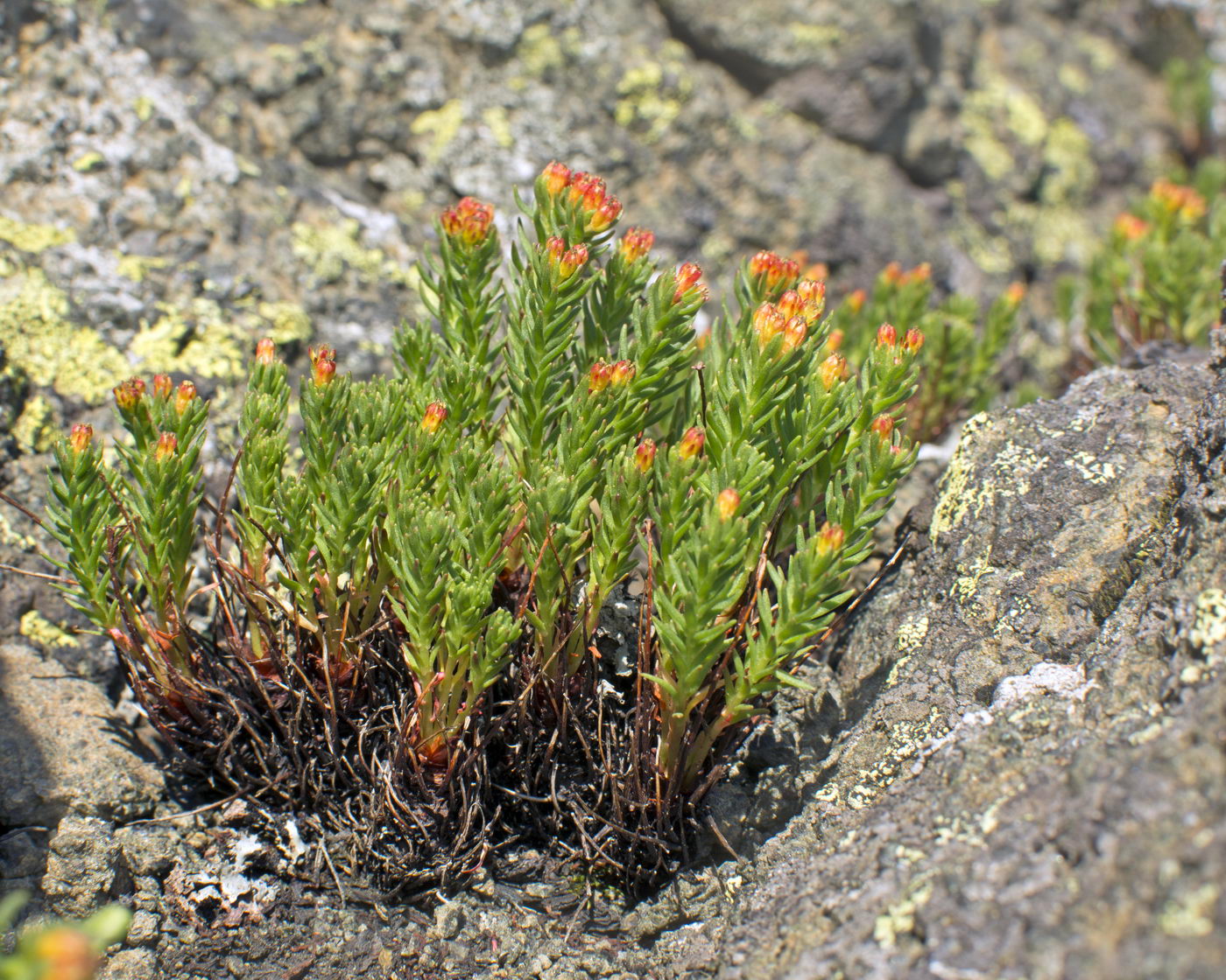 Image of Rhodiola quadrifida specimen.