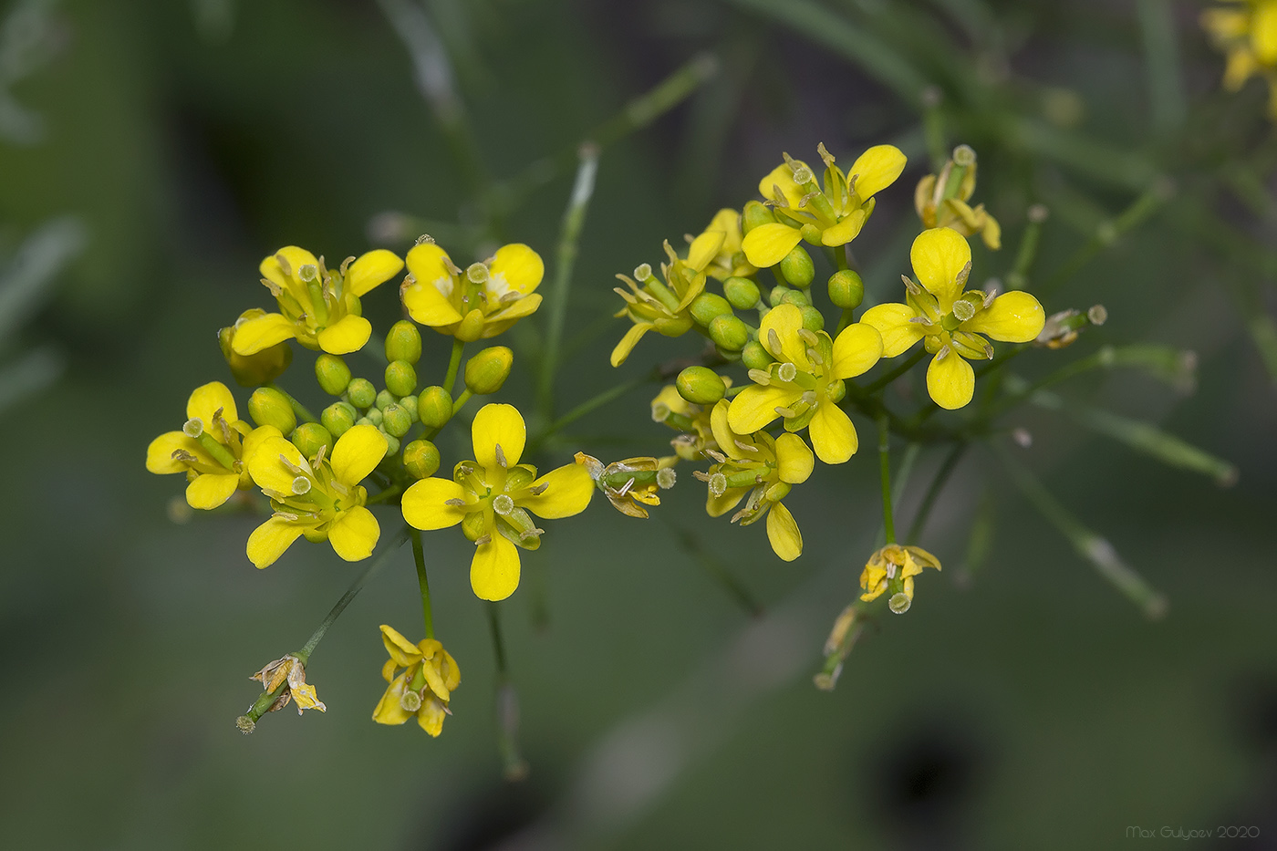 Изображение особи Rorippa sylvestris.