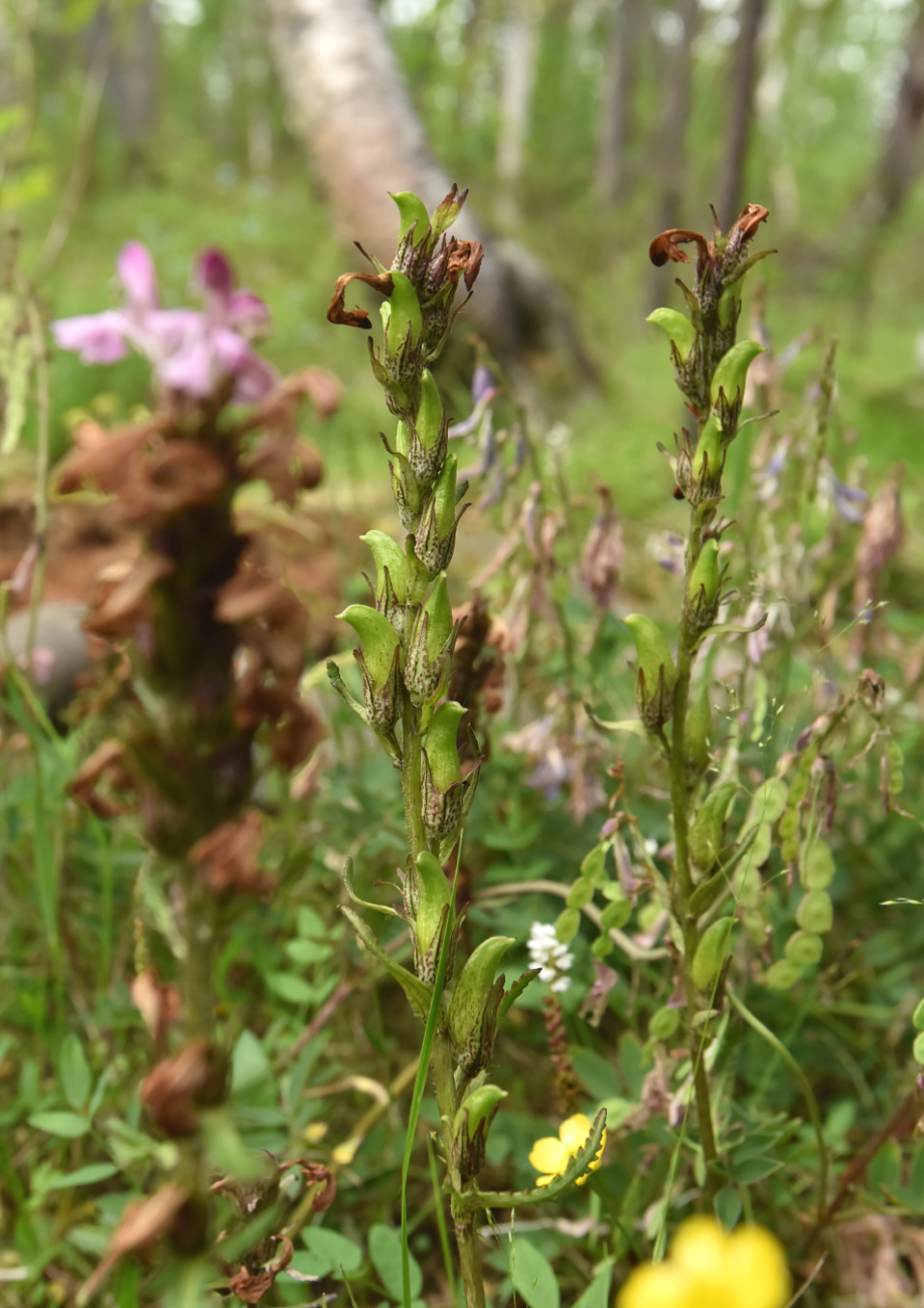 Изображение особи Pedicularis pennellii.