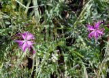 Dianthus sajanensis