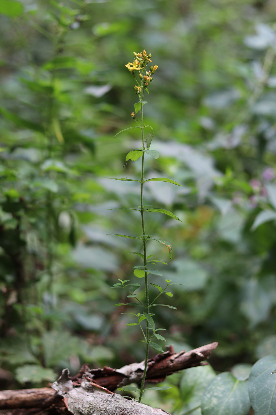 Изображение особи Hypericum hirsutum.