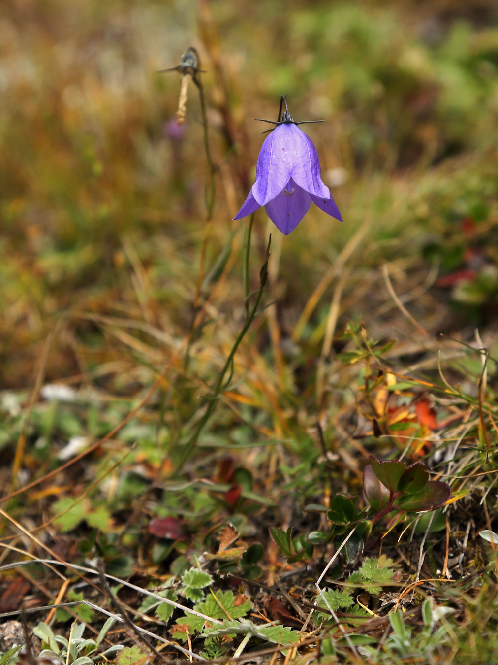 Изображение особи Campanula rotundifolia.