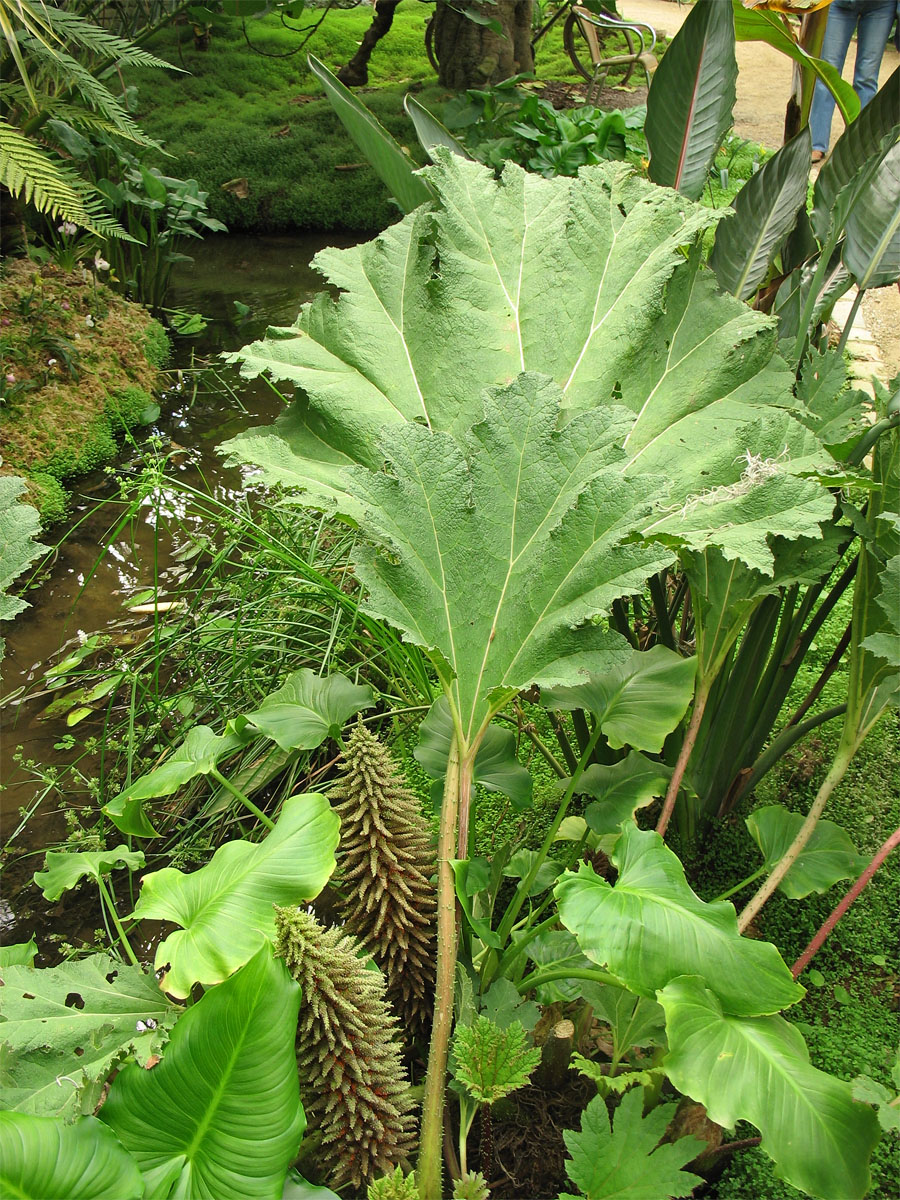 Изображение особи Gunnera tinctoria.