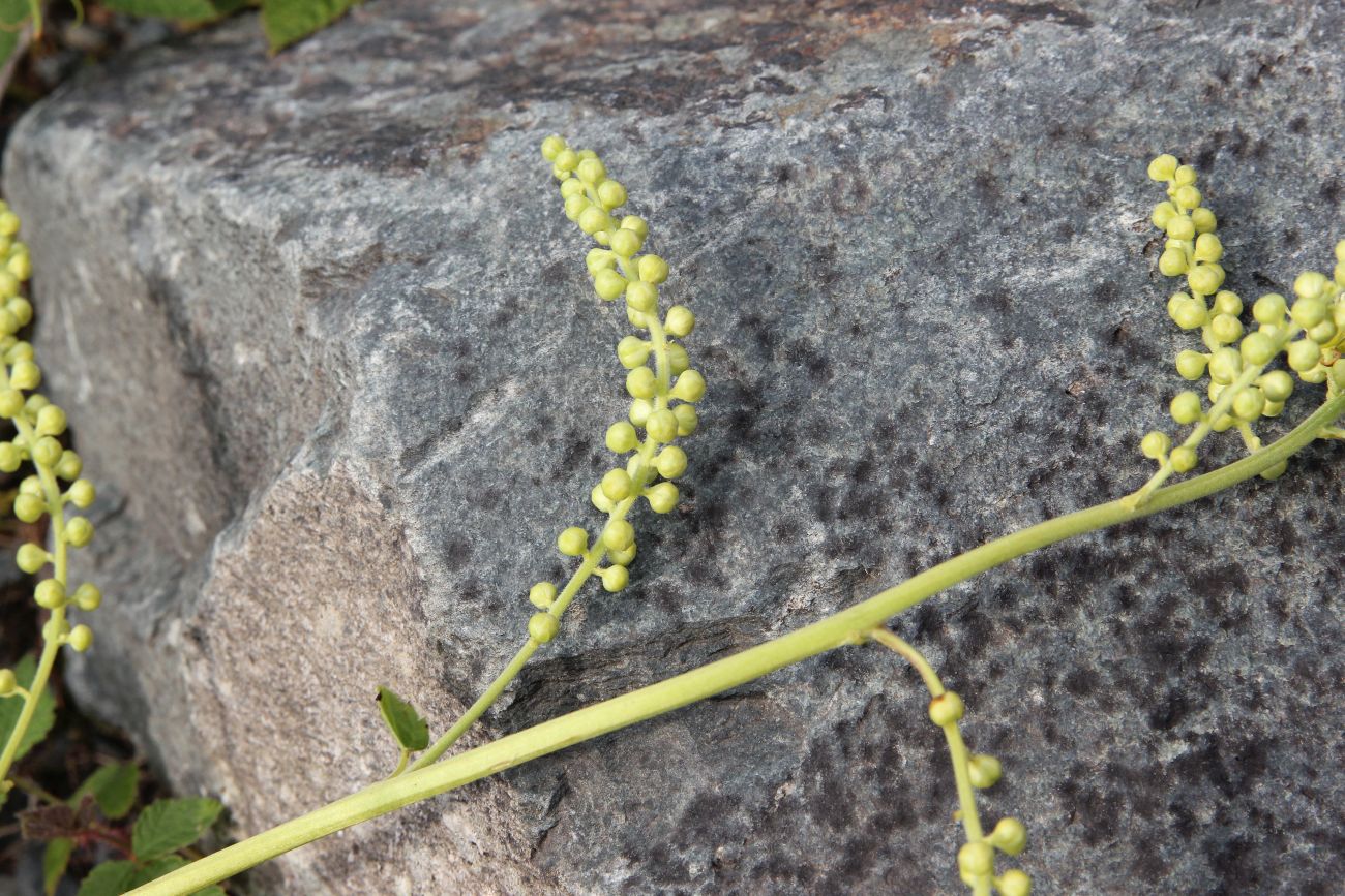 Image of Cimicifuga foetida specimen.