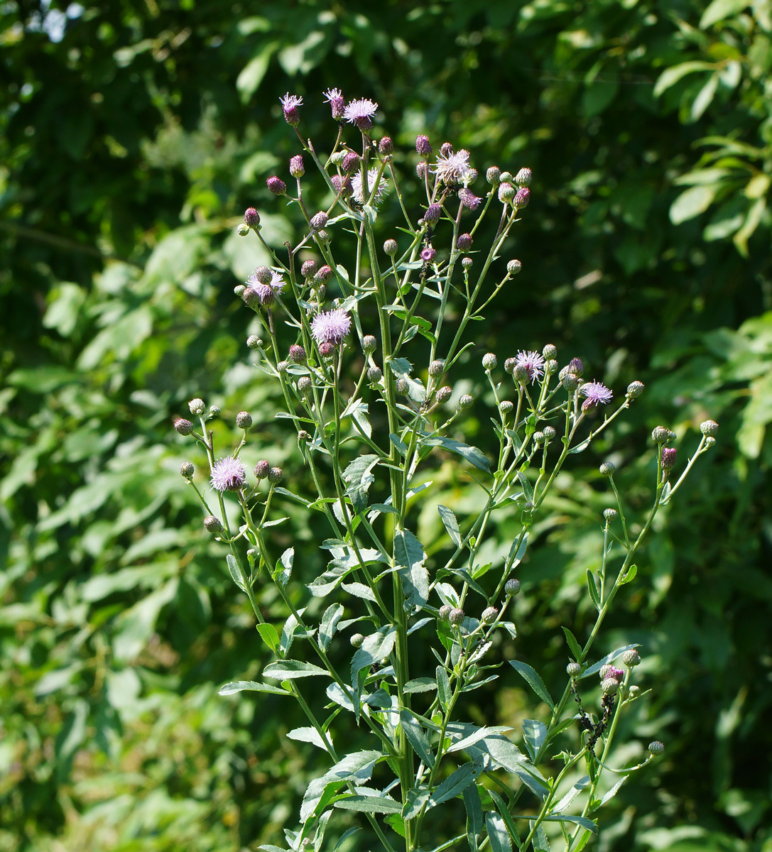 Image of Cirsium setosum specimen.