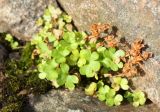 Saxifraga rivularis. Плодоносящее растение. Мурманская обл., Восточный Мурман, окр. пос. Дальние Зеленцы, мыс Аварийный. 02.08.2010.