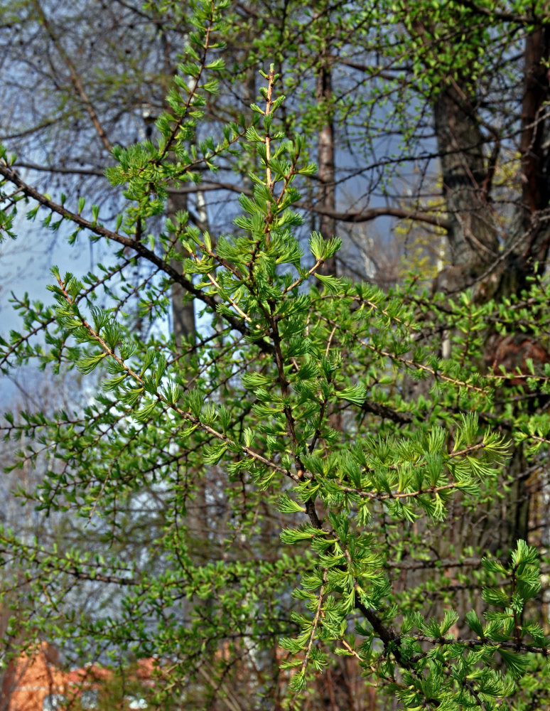 Image of Larix sibirica specimen.