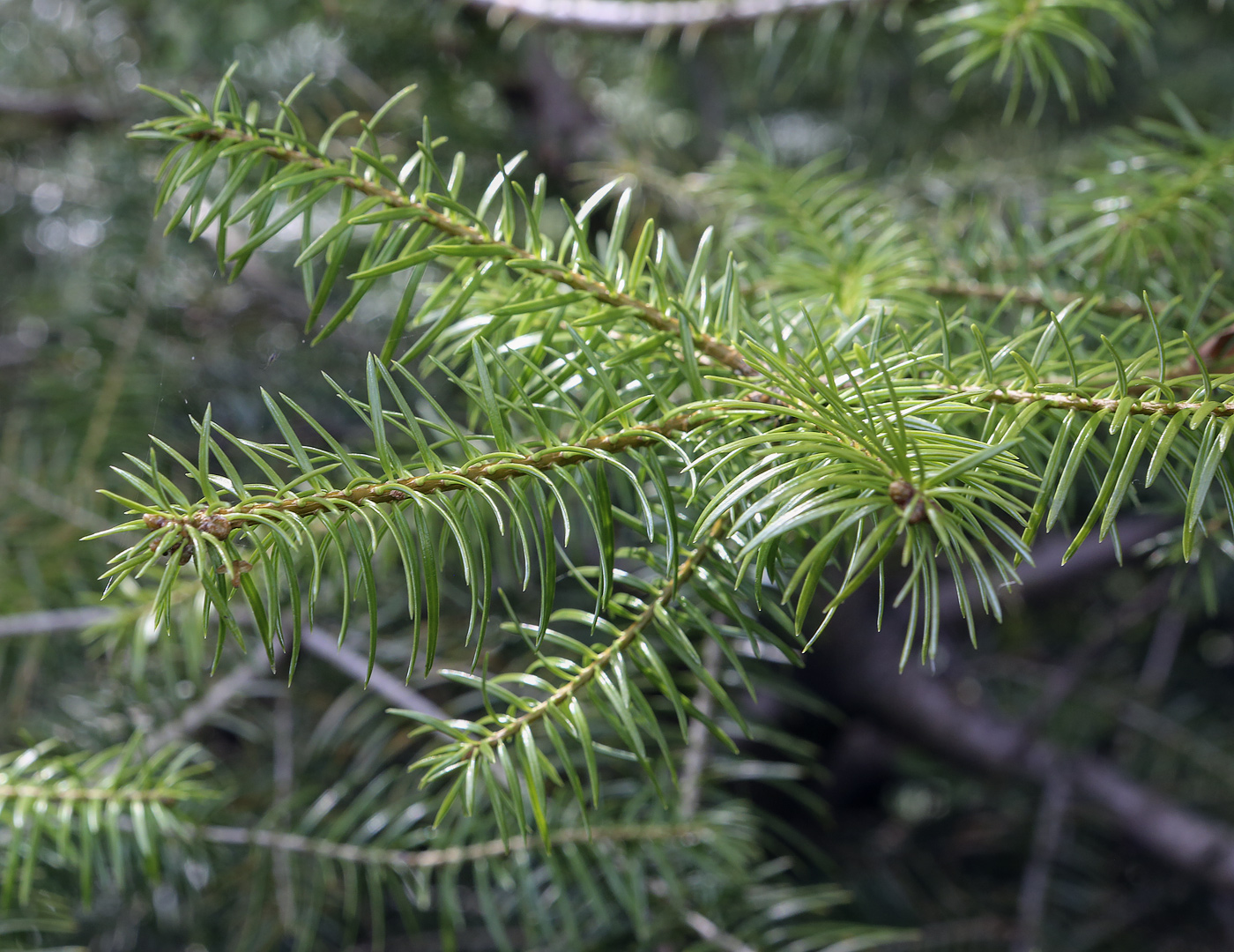 Изображение особи Abies cephalonica.