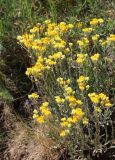 Helichrysum arenarium