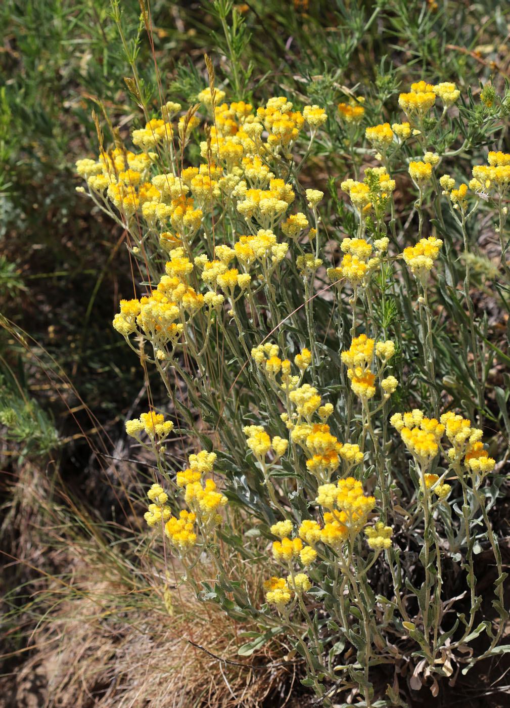 Image of Helichrysum arenarium specimen.