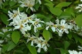 Exochorda racemosa