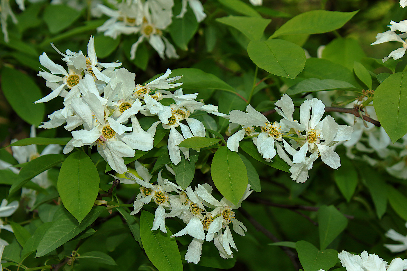 Image of Exochorda racemosa specimen.