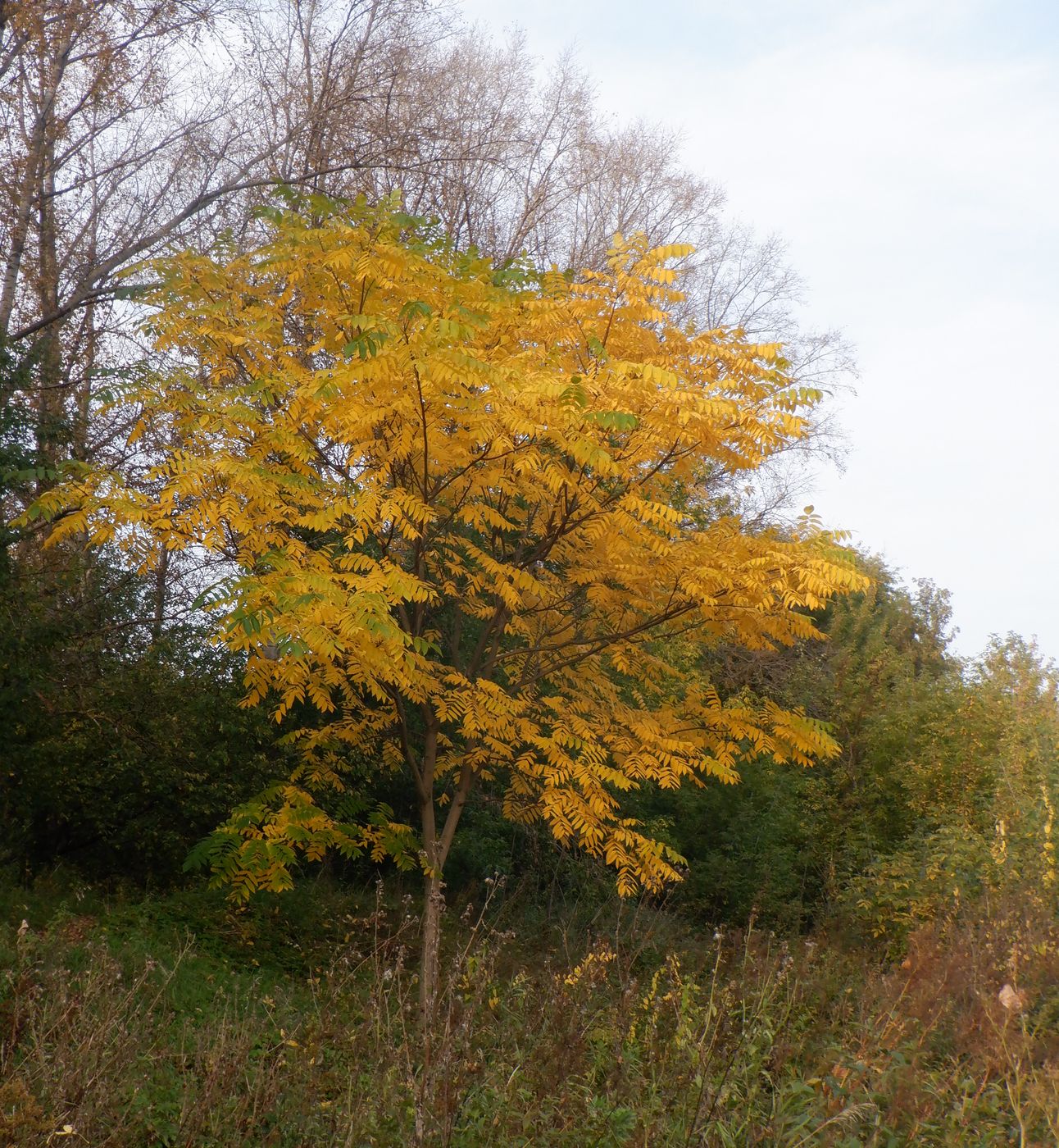 Изображение особи Juglans mandshurica.