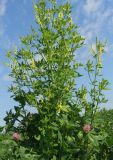 Melilotus officinalis