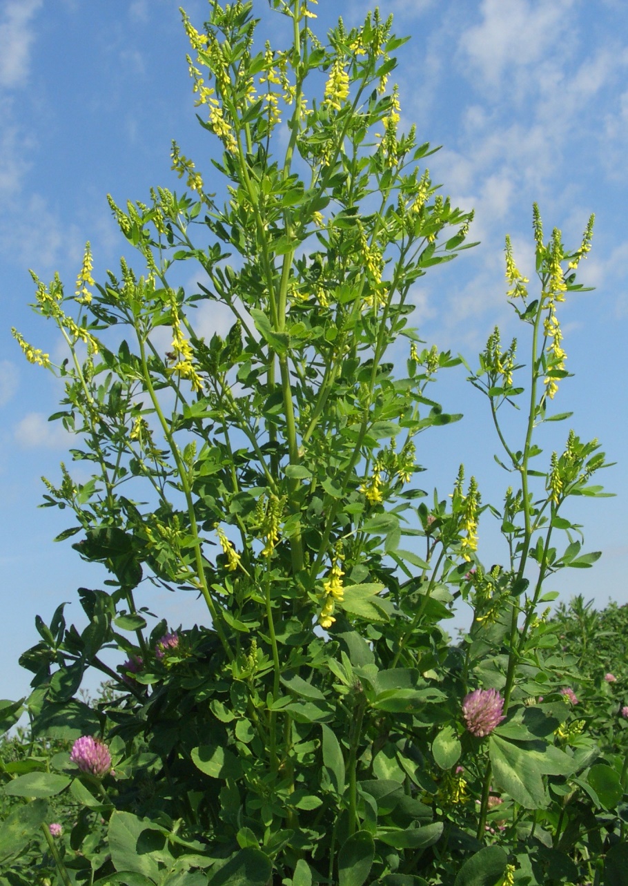 Изображение особи Melilotus officinalis.