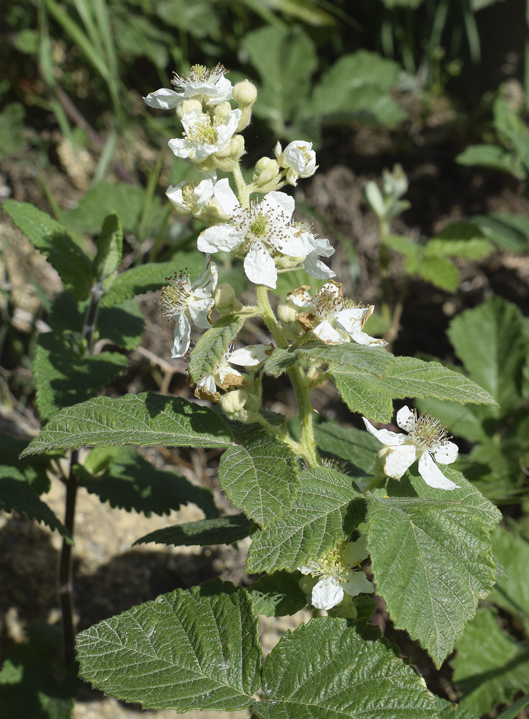 Image of Rubus canescens specimen.