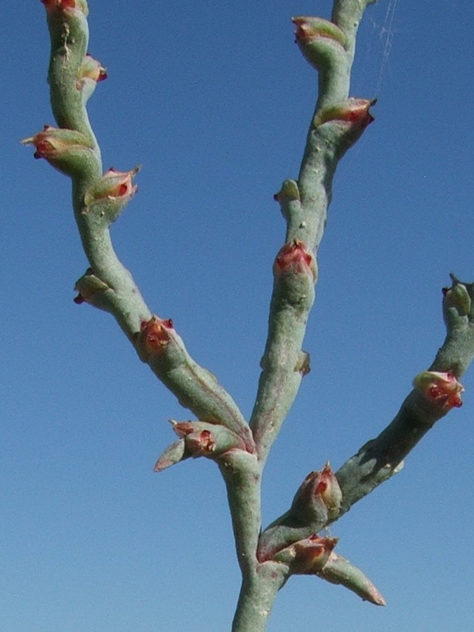 Image of Ofaiston monandrum specimen.